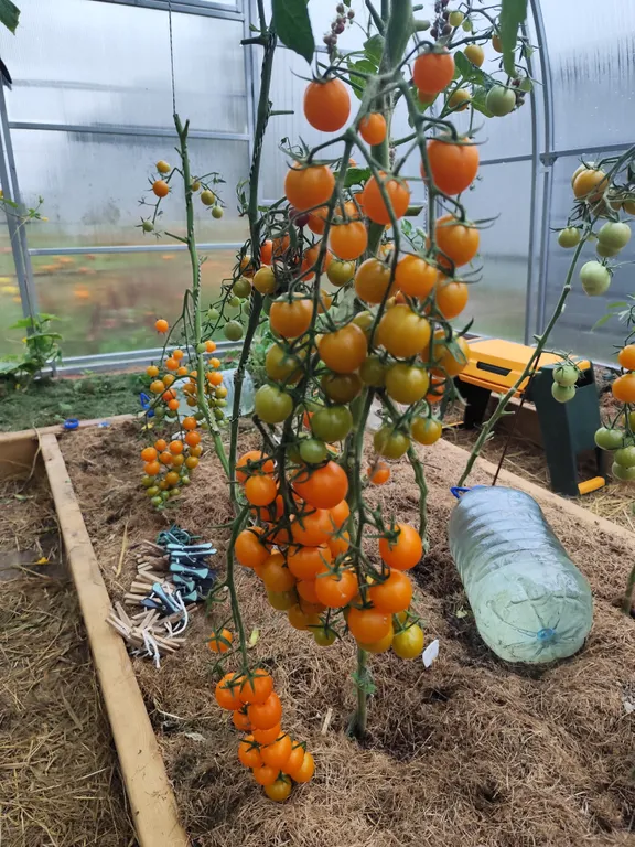 Томат Золотой дублон