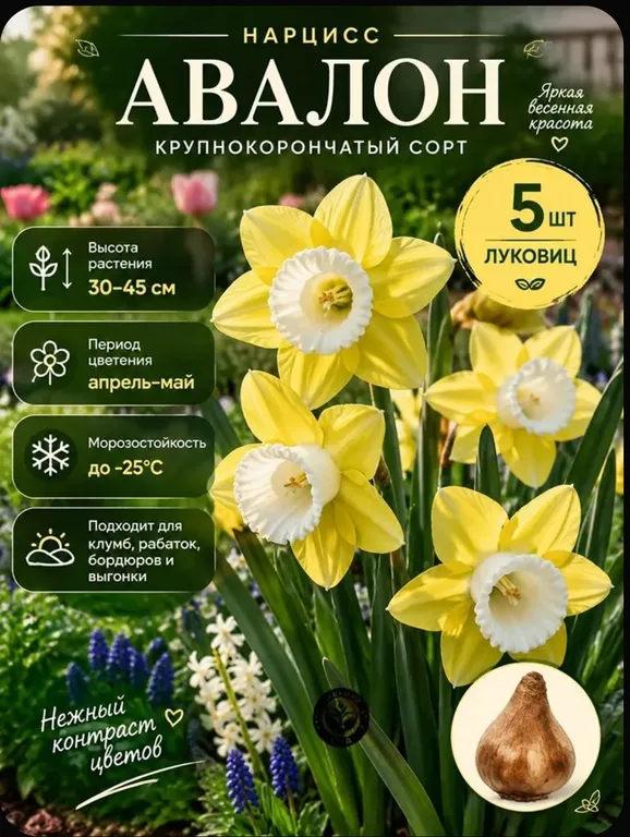 Нарцисс Авалон