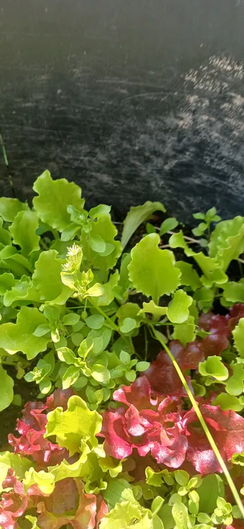 Салат Восторг