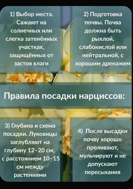 Нарцисс Арт Дизайн, фото 4