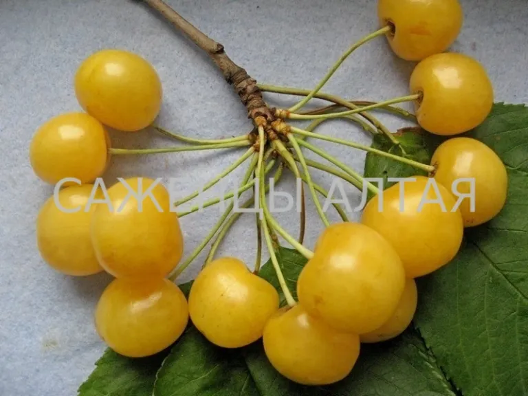 Черешня Приусадебная