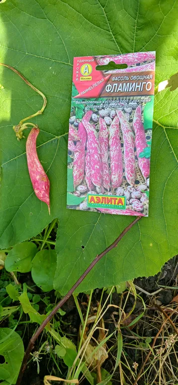 Фасоль овощная Фламинго