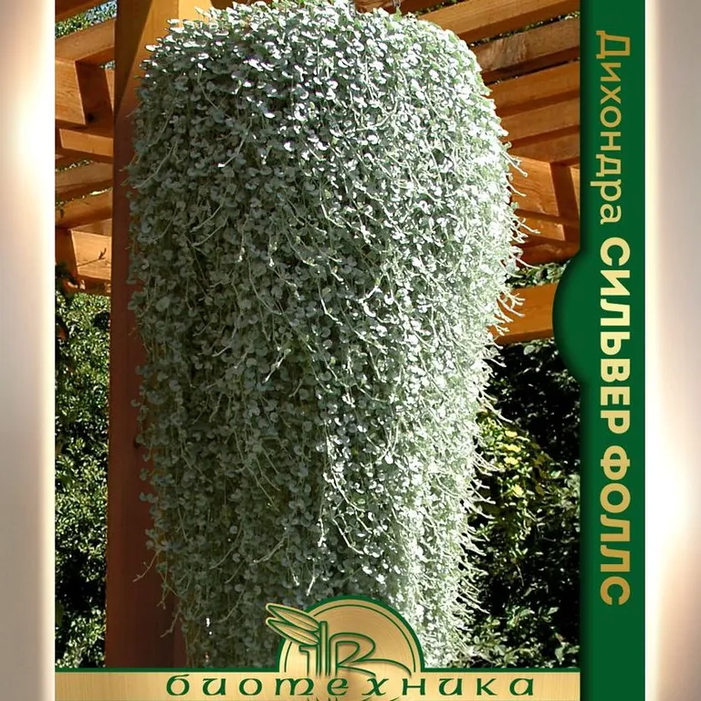 Дихондра Сильвер фоллс