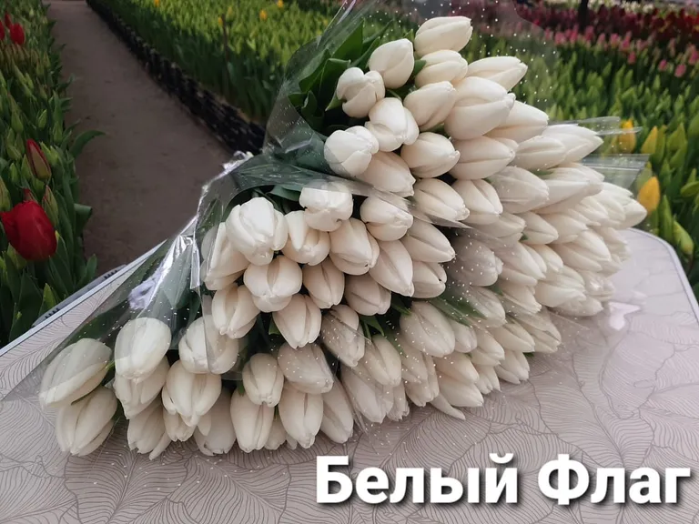 Белый флаг