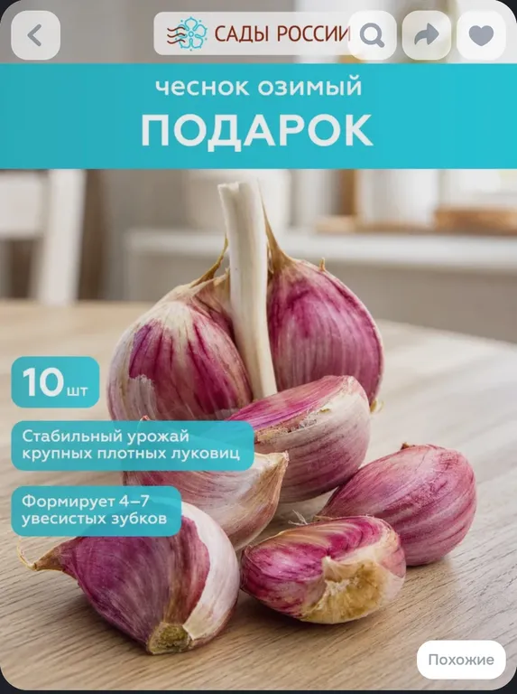 Чеснок озимый Подарок