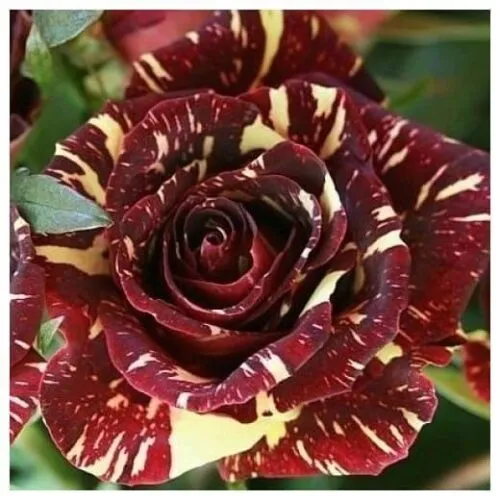 Роза чайно-гибридная Абракадабра