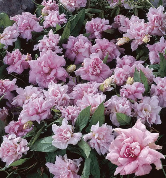 Каллистегия Flore Pleno