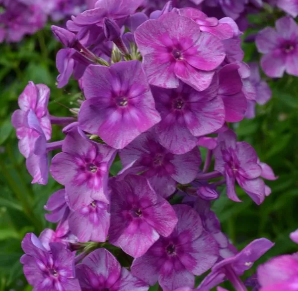 Флокс мет Синий Дракон