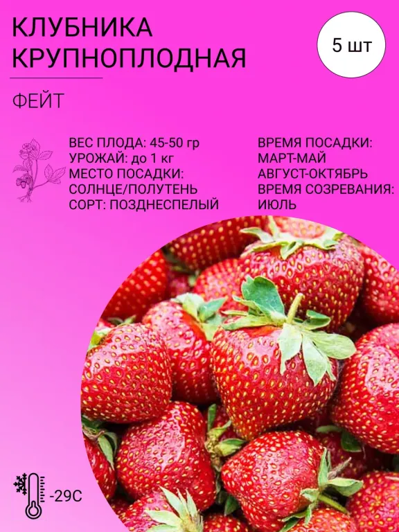 Клубника крупноплодная Фейт