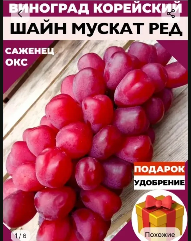 Виноград корейский Шайн Мускат ред