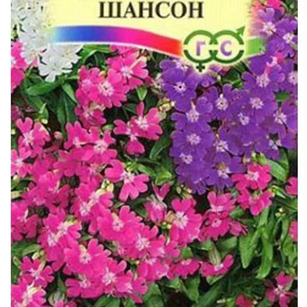 Смолевка повислая Шансон