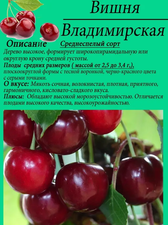 Вишня Владимирская