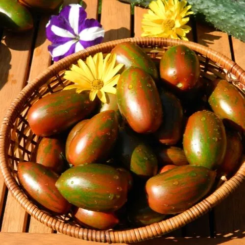 Томат Красный камуфляж