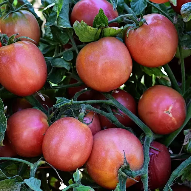 Томат Raspberry Lyanna (Малиновая Ляна)