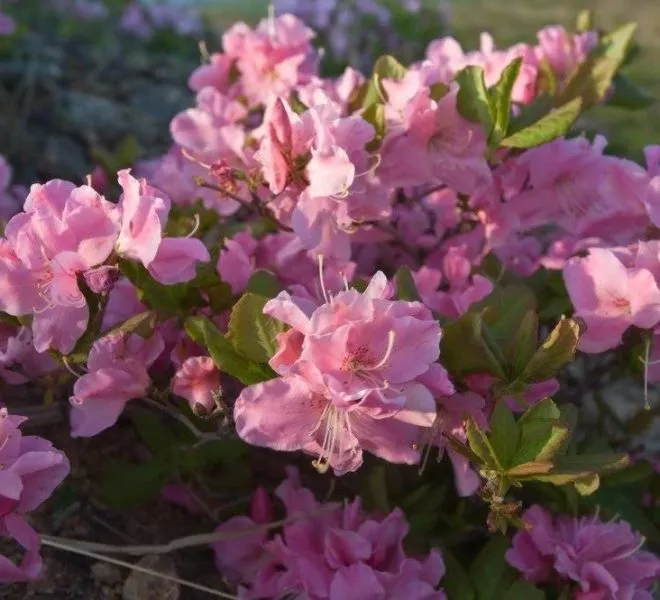 Рододендрон Шлиппенбаха