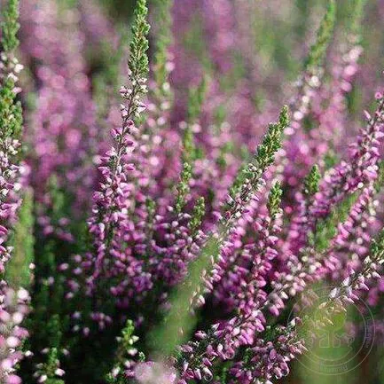 Вереск обыкновенный Лилли