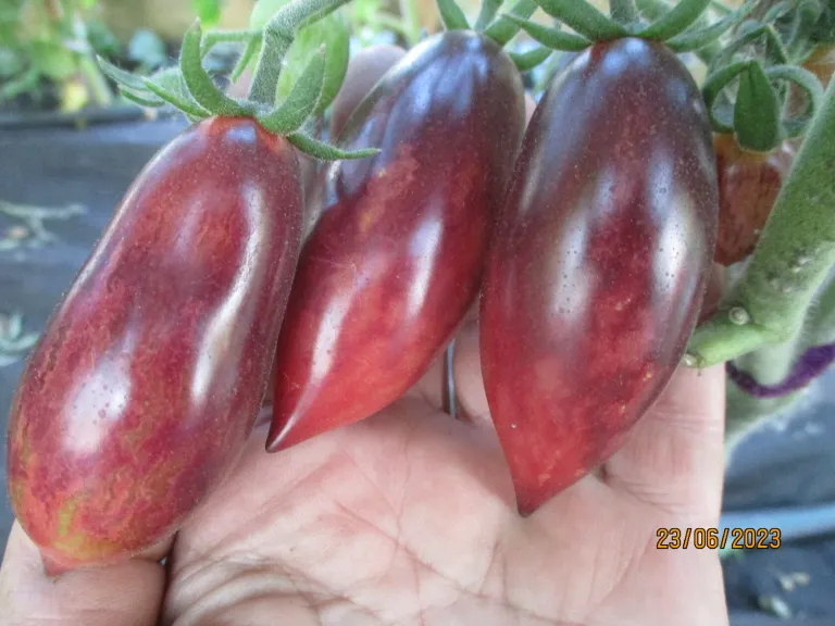 Томат Сливка Анто