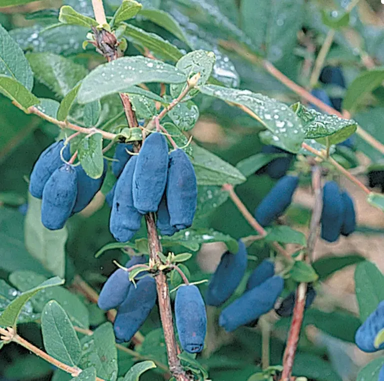Жимолость Берри Блю