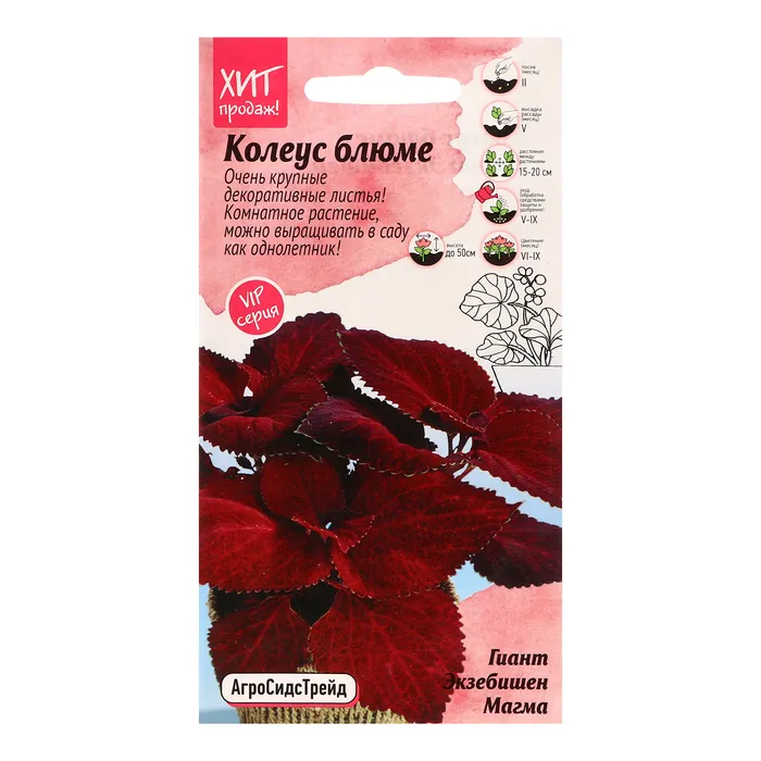 Колеус Гиант Экзебишен Магма