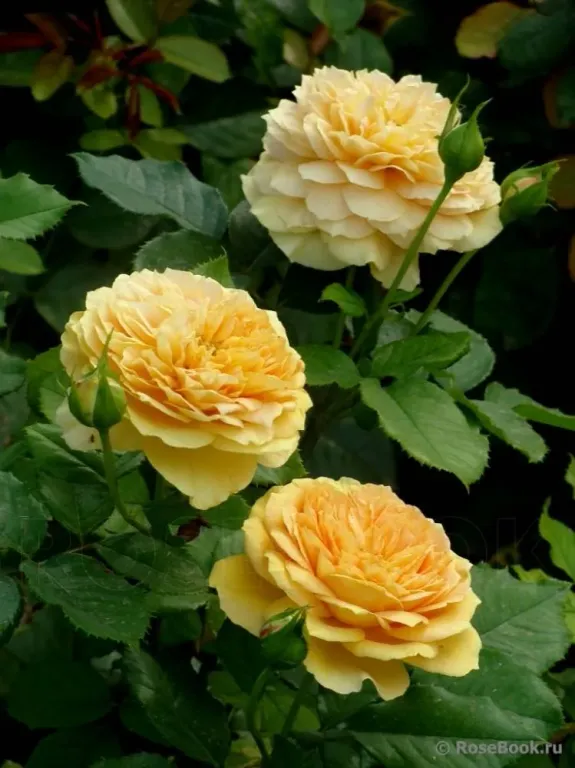 роза Golden Zest