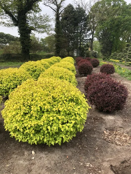 Пузыреплодник Дартс Голд