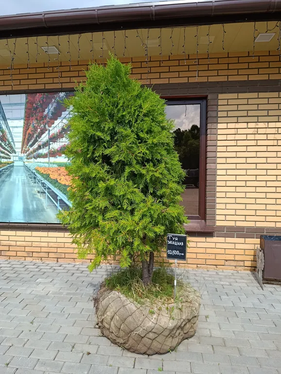 Туя Западная
