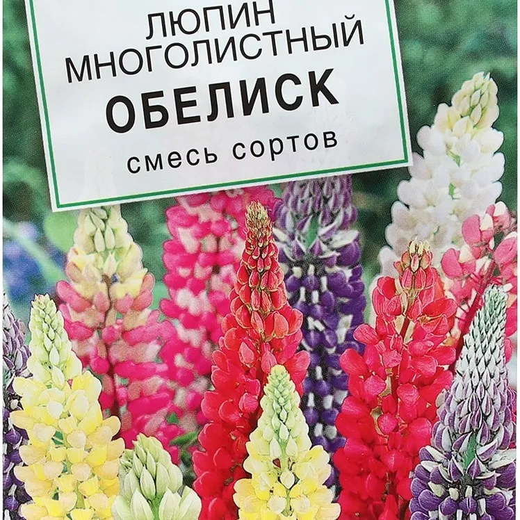 Люпин многолистный Обелиск смесь сортов