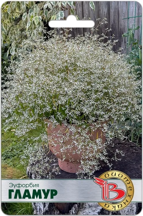 Молочай Эуфорбия Гламур