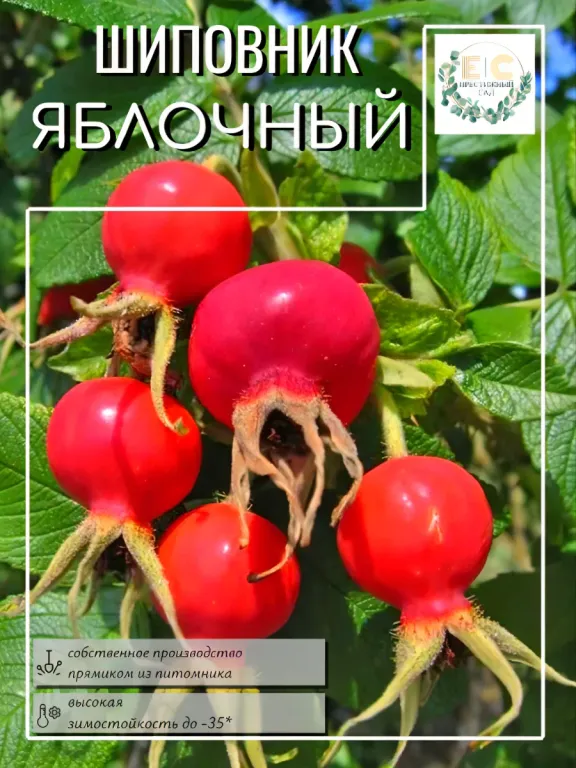 Шиповник Яблочный
