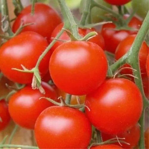 Томат Кроха