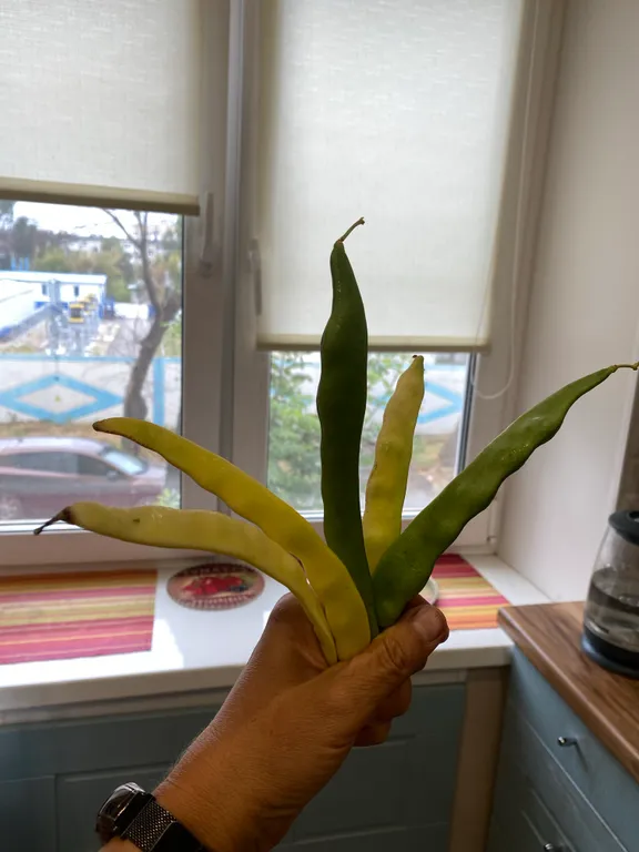 Спаржевая отВали