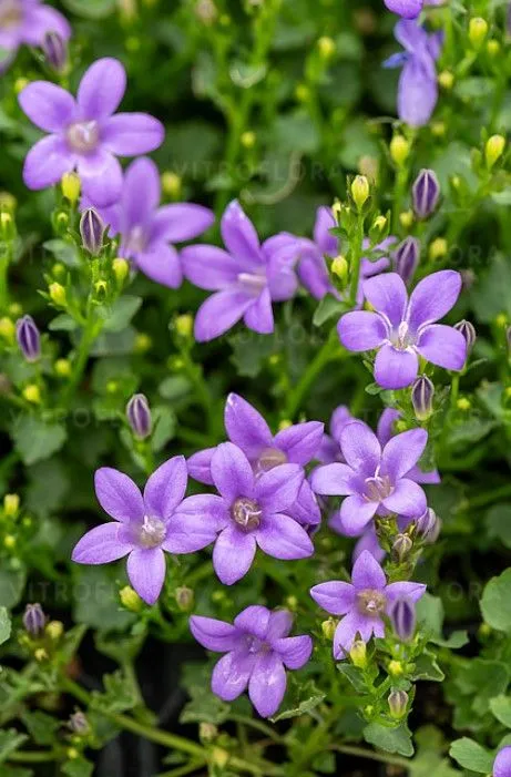 Колокольчик Campanula portenschlagiana