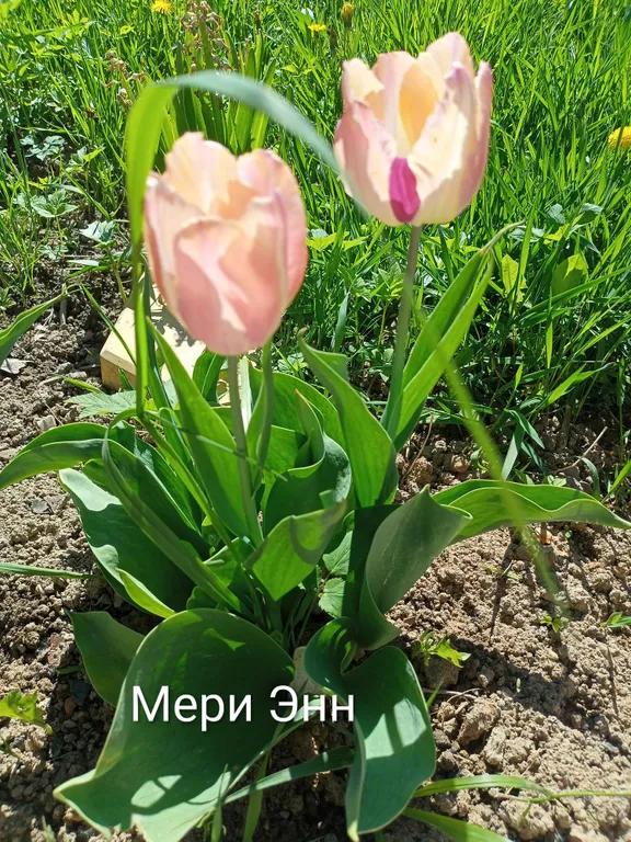 Мери Энн 