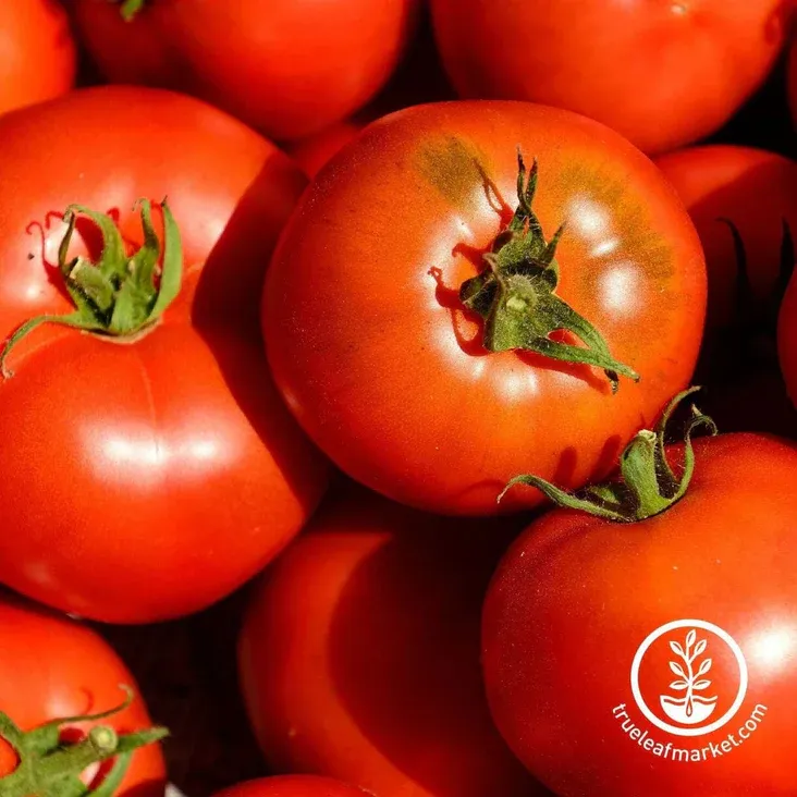 Томат Cal Ace