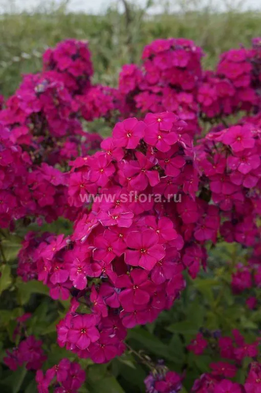 Флокс метельчатый Юрий Репрев