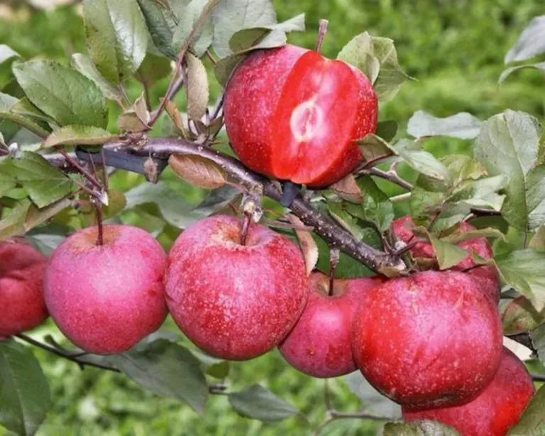 Яблоня с красной мякотью Эра