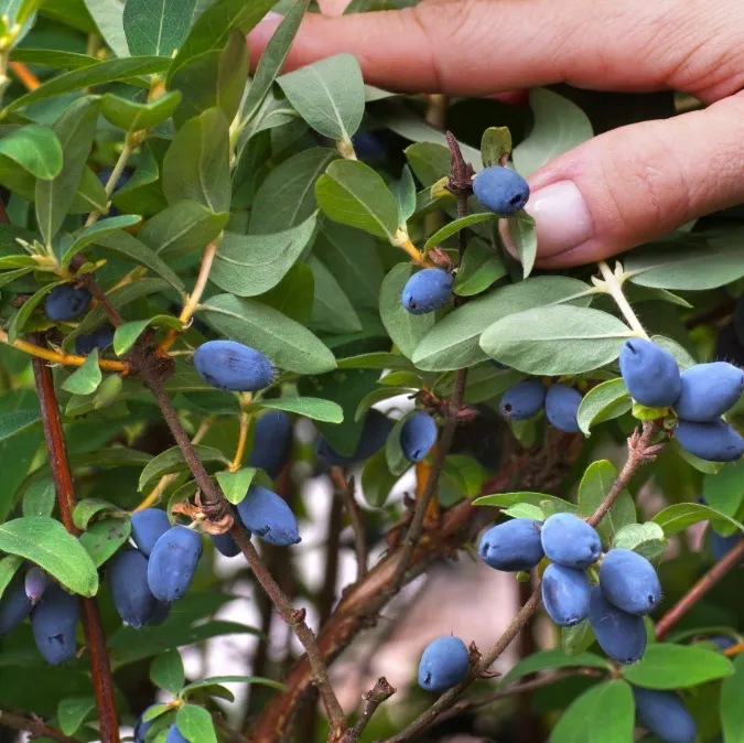 Жимолость Индиго Джем (Синий самоцвет)