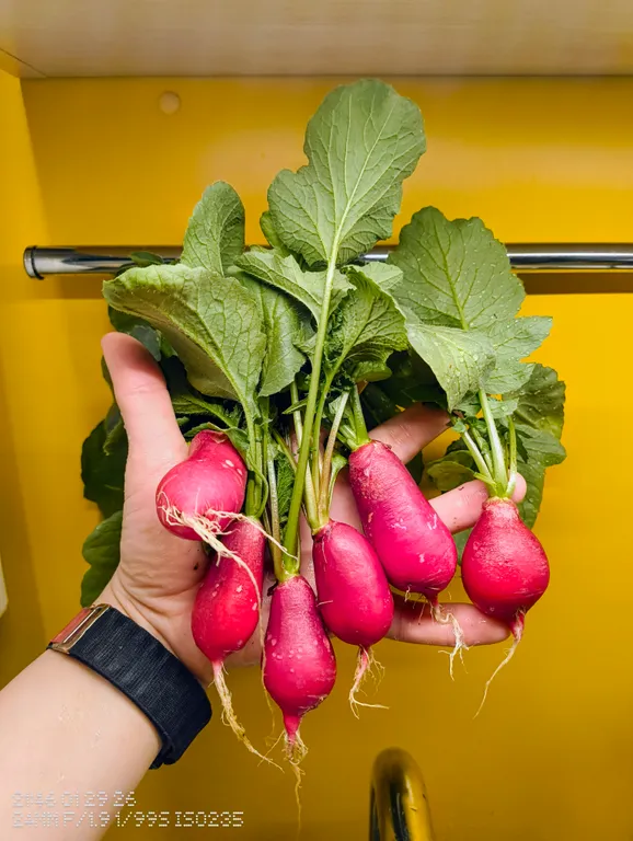 Редис Суперстар