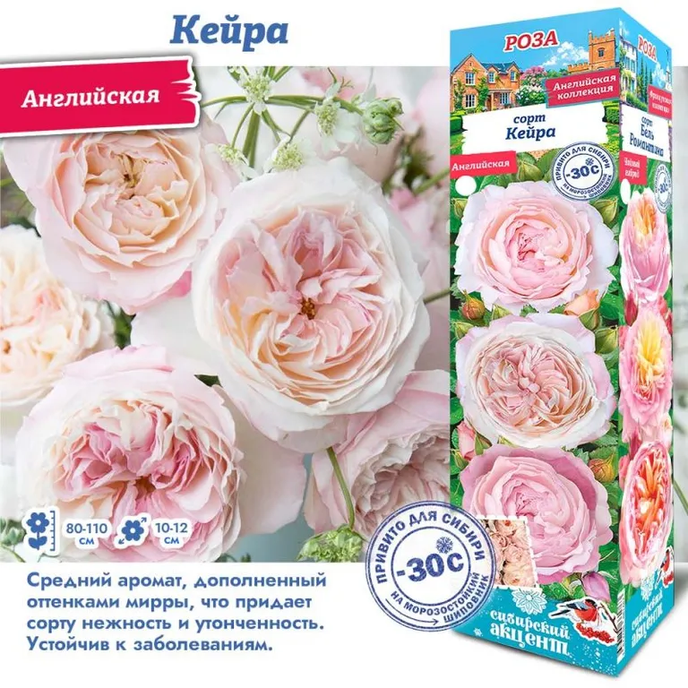 Роза английская Кейра