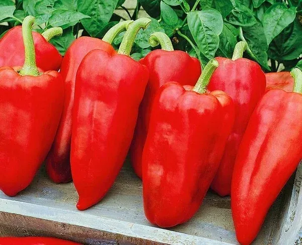 сладкий Эспаньола