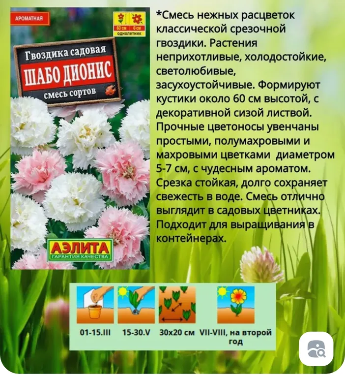 Гвоздика Шабо Дионис, смесь окрасок