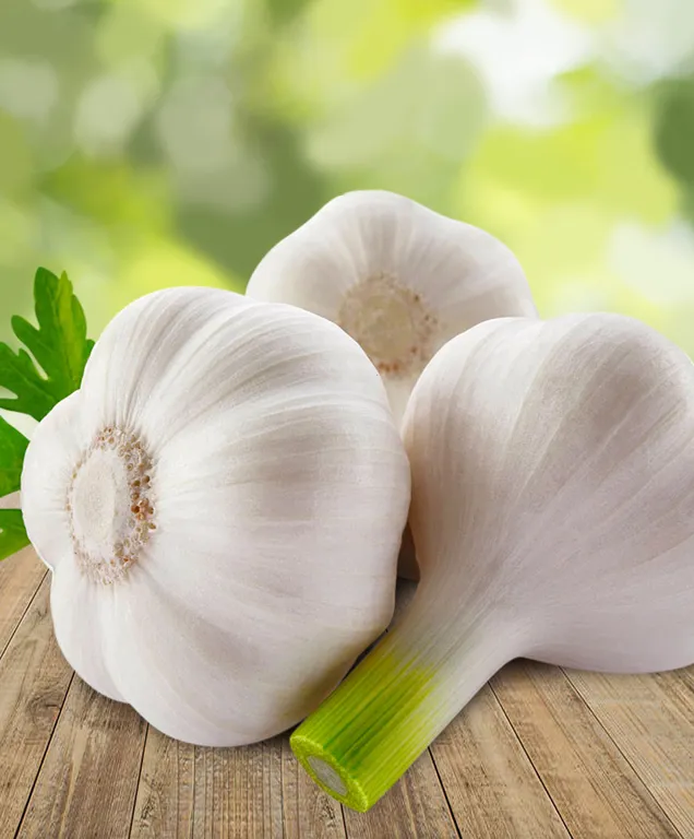 Чеснок Скиф озимый