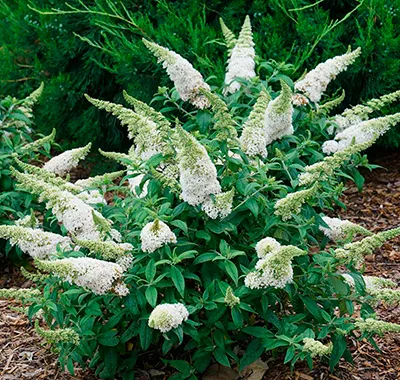 Буддлея Давида белая