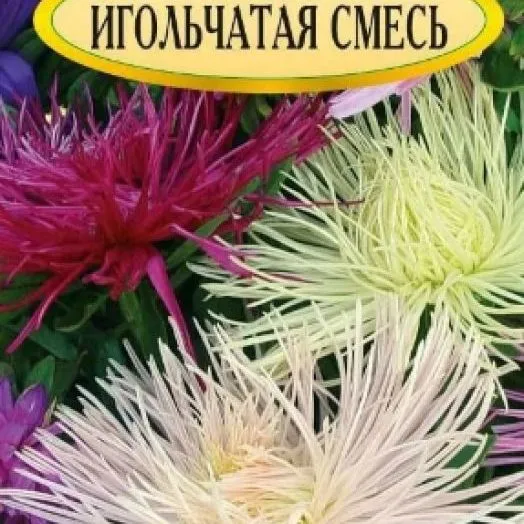 Астра игольчатая Смесь окрасок