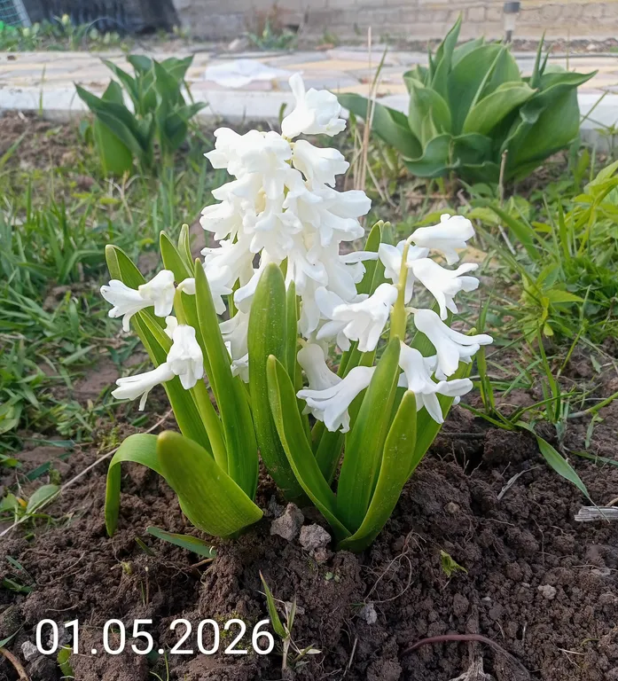 Аваланч
