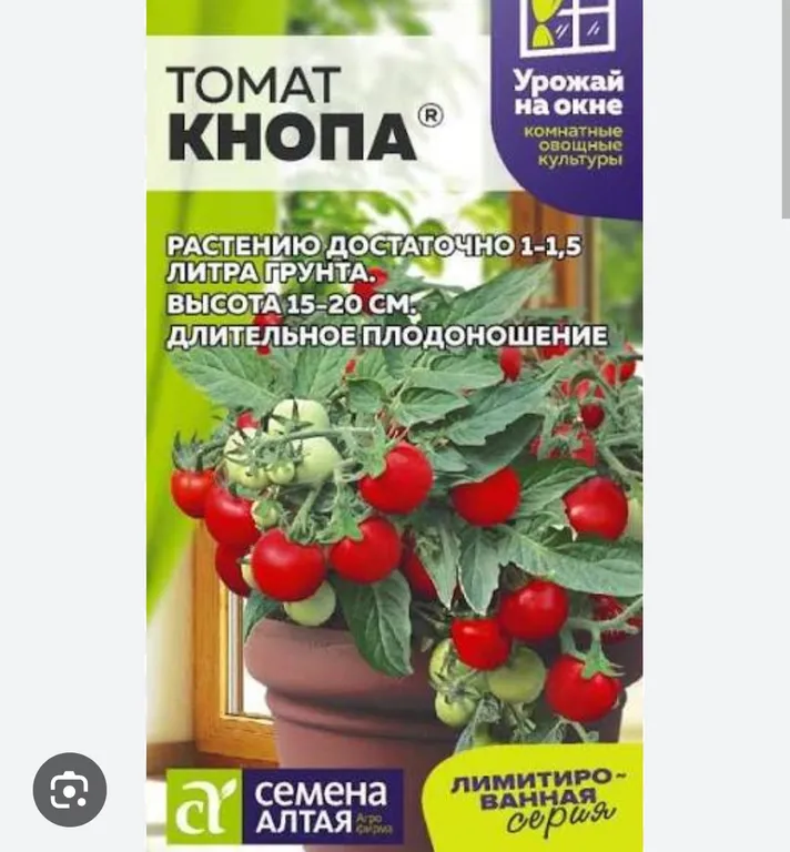 Томат Кнопа 