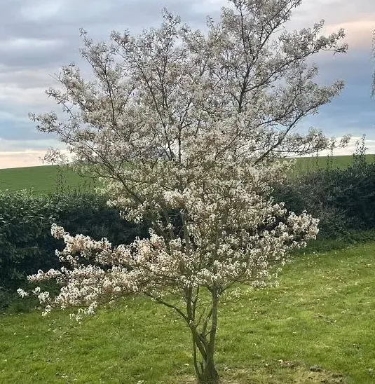 Ирга Канадская (Amelanchier Canadensis)