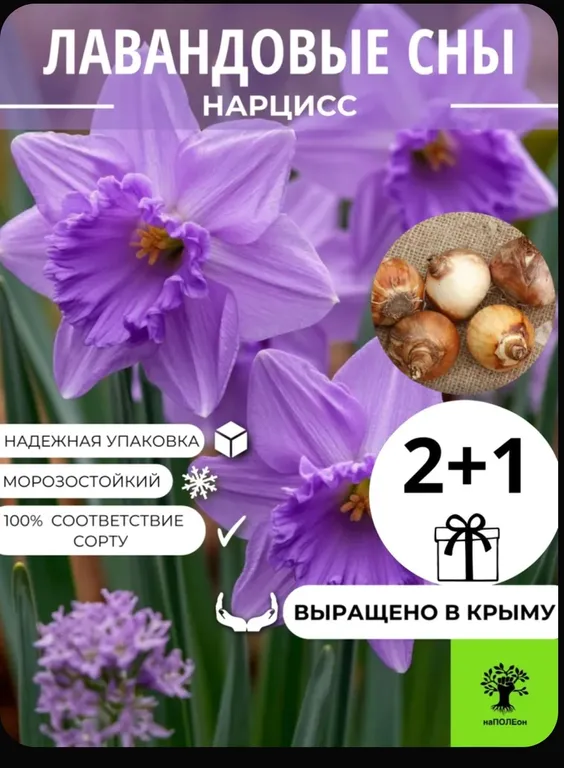 Лавандовые сны