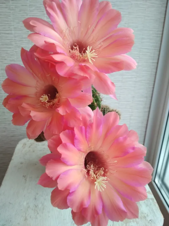 Эхинопсис гибридный "Ben Hur"