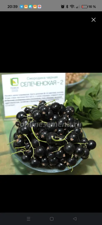 Селеченская-2